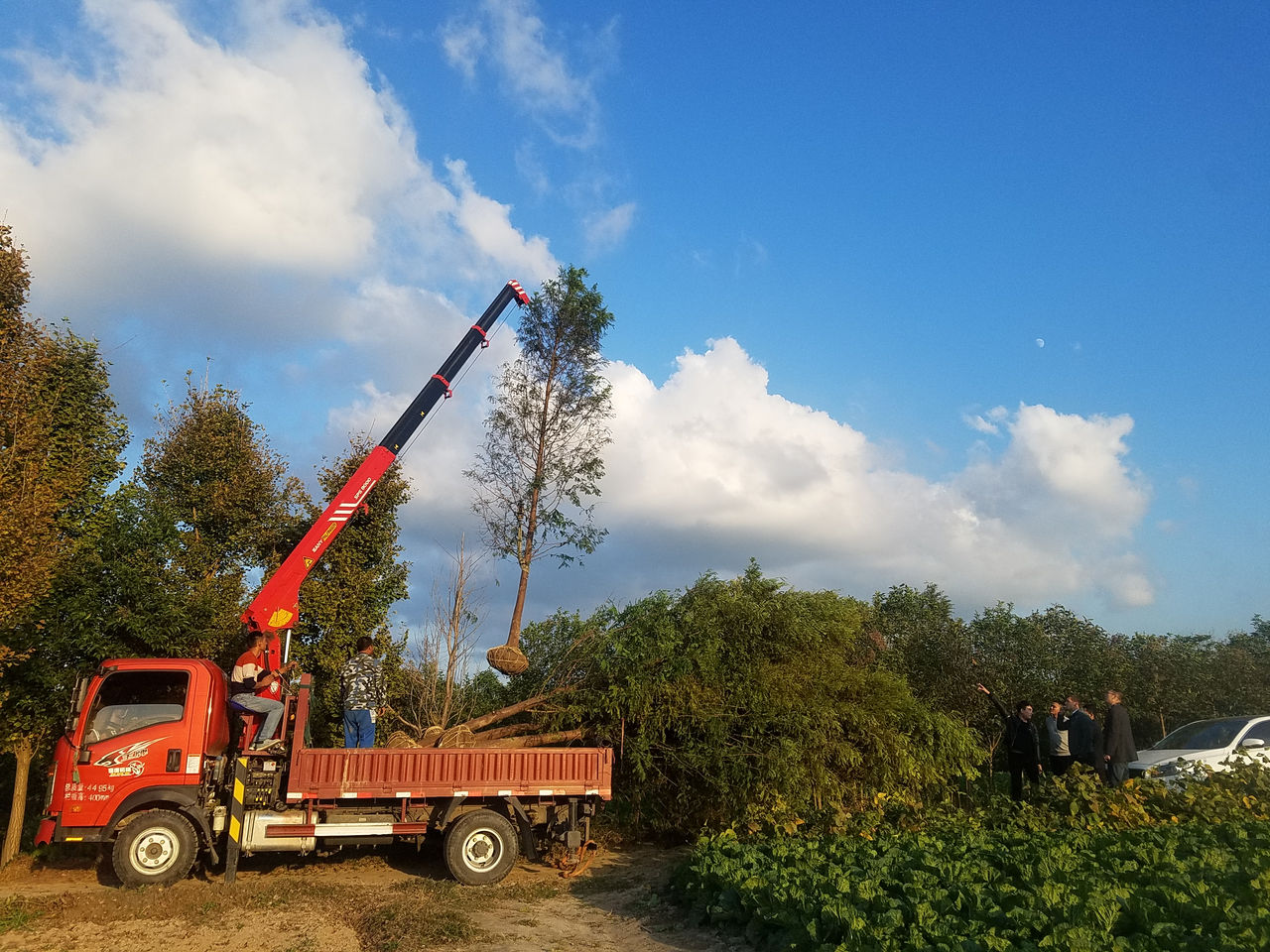 SPS China Tree Transplant